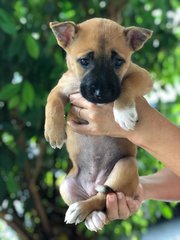 Lassie  - Belgian Shepherd Malinois Mix Dog
