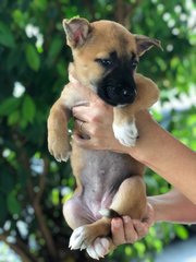 Lassie  - Belgian Shepherd Malinois Mix Dog