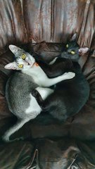 Marzipan &amp; Yoda - Domestic Short Hair Cat