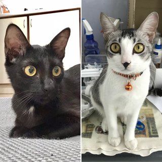 Marzipan &amp; Yoda - Domestic Short Hair Cat