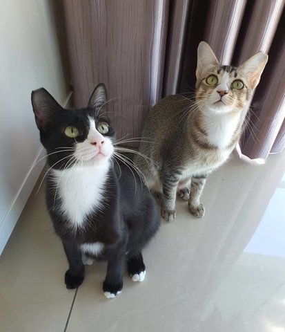 Ava &amp; Zee - Domestic Short Hair Cat