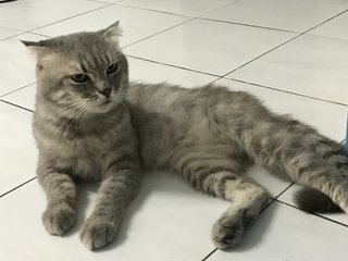 Scottish - Scottish Fold Cat