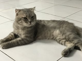 Scottish - Scottish Fold Cat