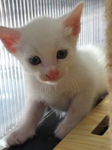 Snow - Domestic Short Hair Cat