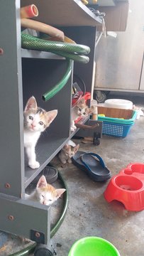 Kittens - Unnamed - Domestic Short Hair Cat