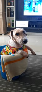 Cesar - Jack Russell Terrier (Parson Russell Terrier) Dog