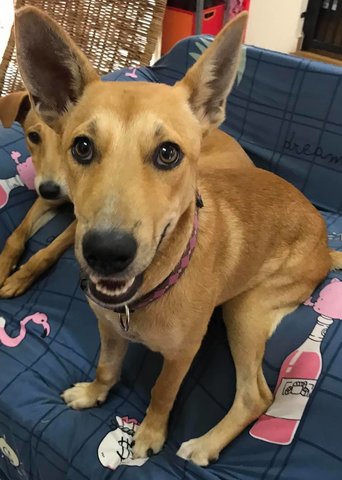 Jilly, Your Fun-loving Friend For Life! - Mixed Breed Dog