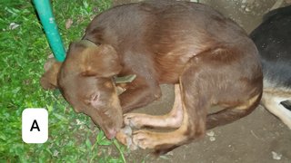 Aeio - Mixed Breed Dog