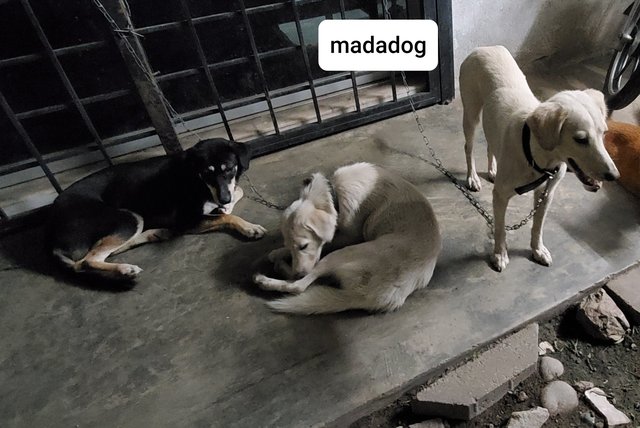 Madadog - Mixed Breed Dog