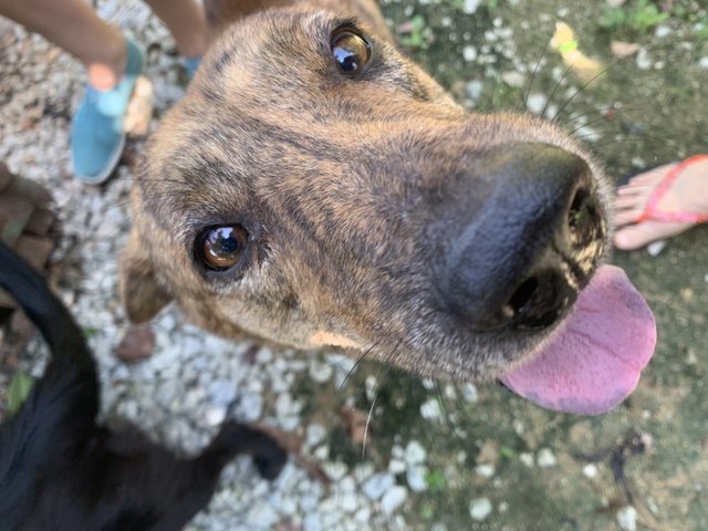 Brindle - Mixed Breed Dog