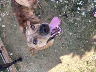 Brindle - Mixed Breed Dog