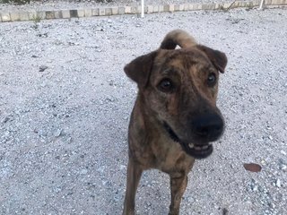 Brindle - Mixed Breed Dog