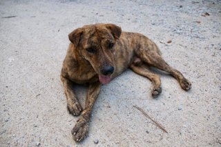 Brindle - Mixed Breed Dog