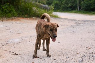 Brindle - Mixed Breed Dog