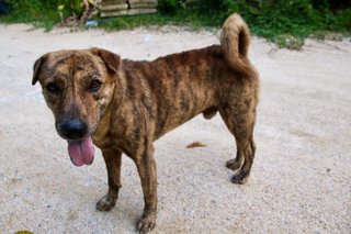 Brindle - Mixed Breed Dog