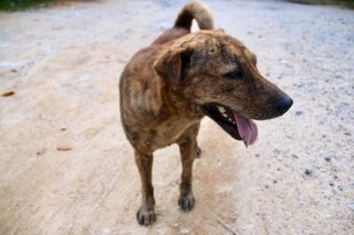 Brindle - Mixed Breed Dog