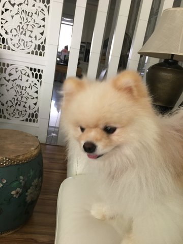 Benji - Pomeranian Dog