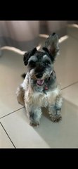 Cookie - Schnauzer Dog