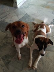 Amber &amp;  Buffie (V) - Jack Russell Terrier Mix Dog