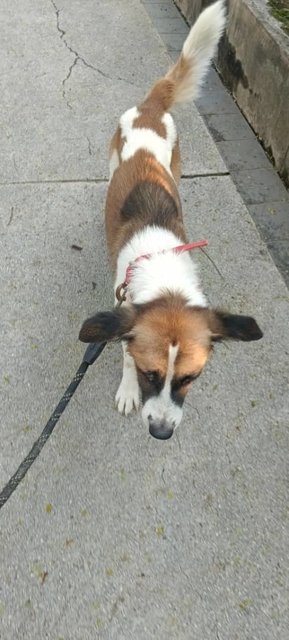 Amber &amp;  Buffie (V) - Jack Russell Terrier Mix Dog