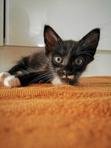 Milky  - Domestic Medium Hair + Tuxedo Cat