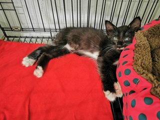 Milky  - Domestic Medium Hair + Tuxedo Cat