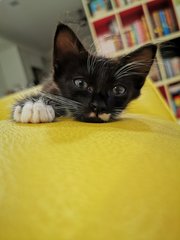 Milky  - Domestic Medium Hair + Tuxedo Cat