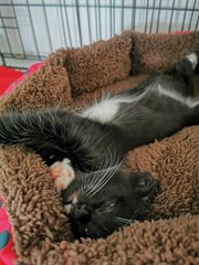 Milky  - Domestic Medium Hair + Tuxedo Cat