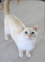 Ms Yap  - Domestic Short Hair Cat