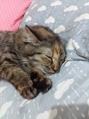 Lucy on my bed