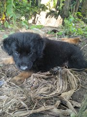 Fluffy 1 - Mixed Breed Dog