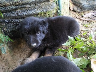 Fluffy 1 - Mixed Breed Dog