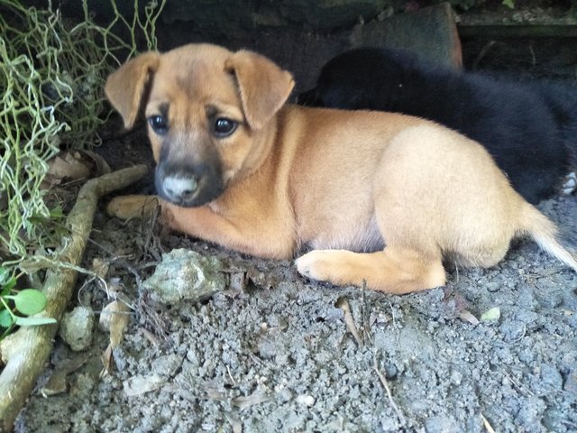 Male2 - Mixed Breed Dog