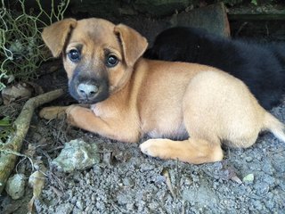 Male2 - Mixed Breed Dog