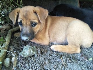 Male2 - Mixed Breed Dog