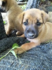 Male2 - Mixed Breed Dog