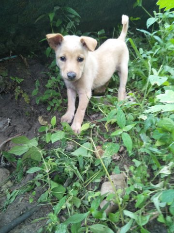 Female3 - Mixed Breed Dog