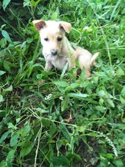 Female3 - Mixed Breed Dog