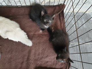 No Name - Domestic Short Hair Cat
