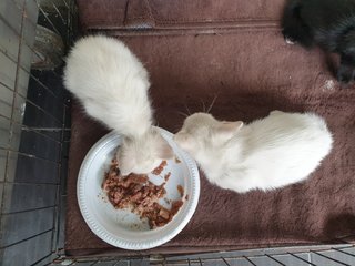 No Name - Domestic Short Hair Cat