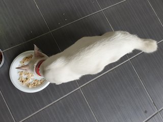 No Name - Domestic Short Hair Cat