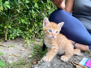 Citrine And Onyx - Domestic Short Hair Cat