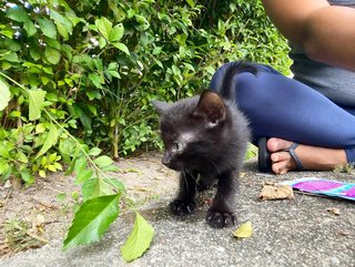 Citrine And Onyx - Domestic Short Hair Cat