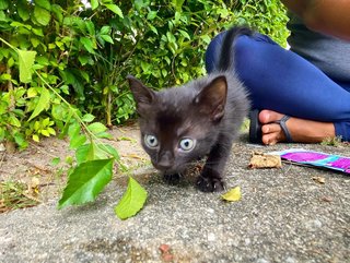 Citrine And Onyx - Domestic Short Hair Cat