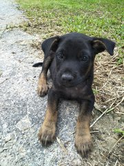 Blackie1 - Mixed Breed Dog