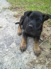 Blackie1 - Mixed Breed Dog