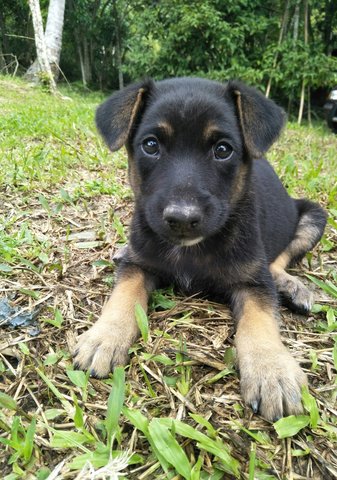 Blackie2 - Mixed Breed Dog