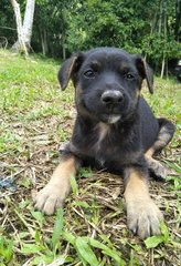 Blackie2 - Mixed Breed Dog