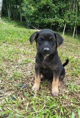 Blackie2 - Mixed Breed Dog