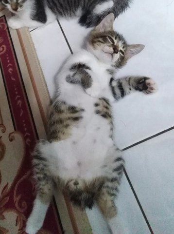 Gemok Zoro-3 - Domestic Short Hair Cat